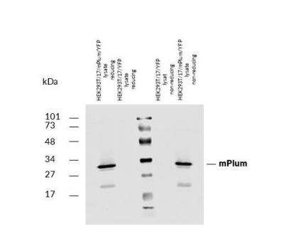 Western Blot: mPlum AntibodyBSA Free [NBP3-11833]