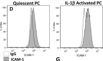 Detection of Human IgG1 by Flow Cytometry