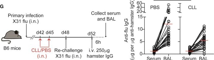 Detection of IgG by Flow Cytometry
