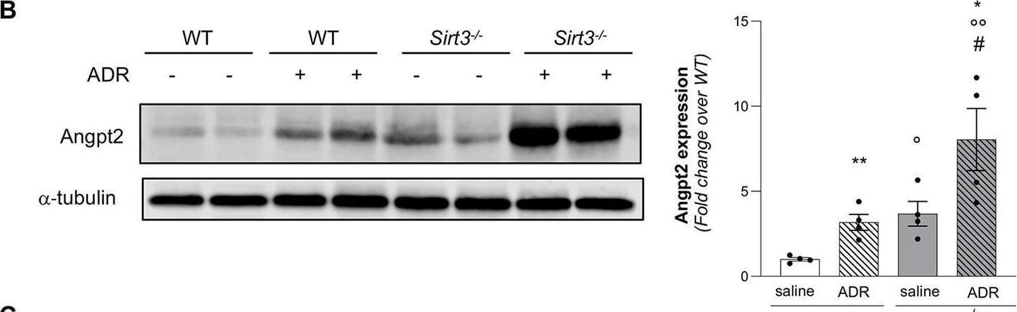 Detection of Mouse Angiopoietin-2 by Western Blot