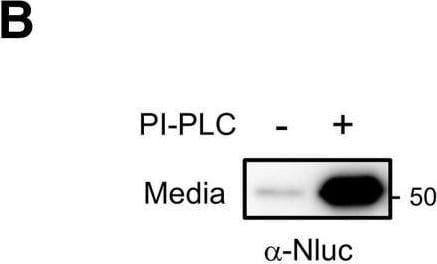 Detection of NanoLuc® (Nluc) Luciferase by Western Blot