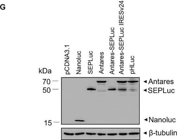 Detection of NanoLuc® (Nluc) Luciferase by Western Blot