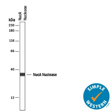 Detection of NucA nuclease by Simple Western