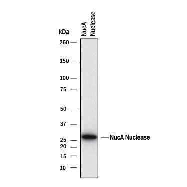 Detection of NucA nuclease®NucA nuclease antibody by Western Blot.