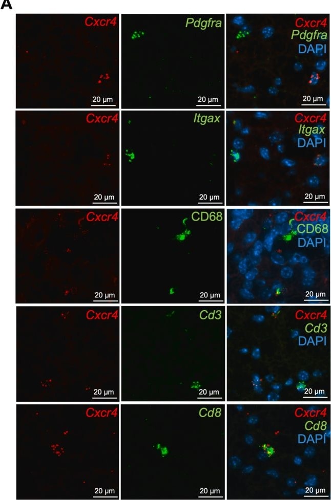 Detection of Rabbit CD68/SR-D1 by Immunocytochemistry/ Immunofluorescence