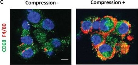Detection of Mouse CD68/SR-D1 by Immunohistochemistry