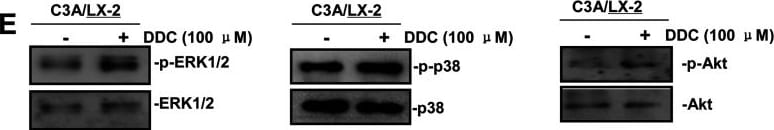 Detection of Human ERK1/ERK2 by Western Blot