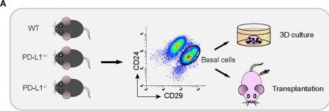 Detection of PD-L1/B7-H1 by Flow Cytometry