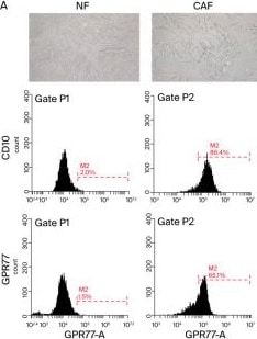 Detection of C5L2/GPR77 by Flow Cytometry