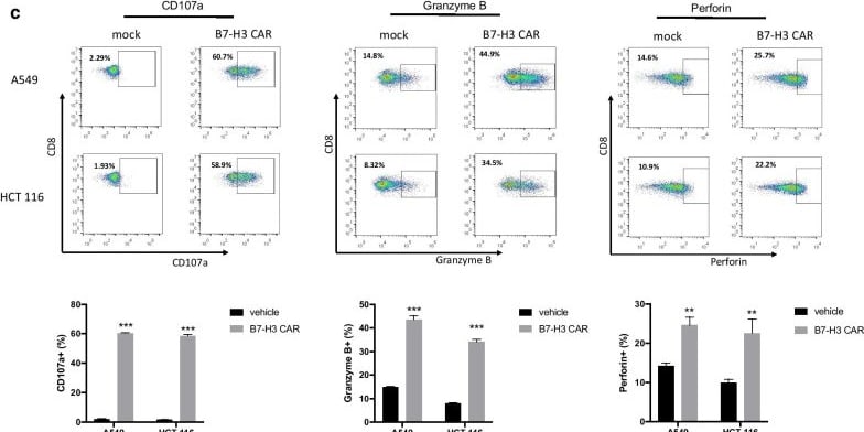 Detection of B7-H3 by Flow Cytometry