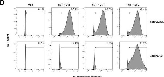 Detection of CD30 Ligand/TNFSF8 by Flow Cytometry