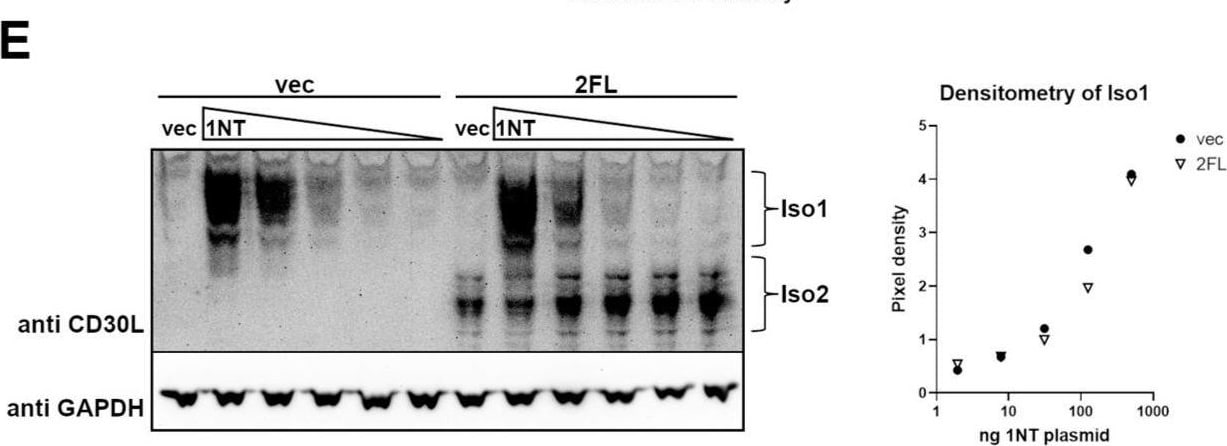 Detection of CD30 Ligand/TNFSF8 by Western Blot