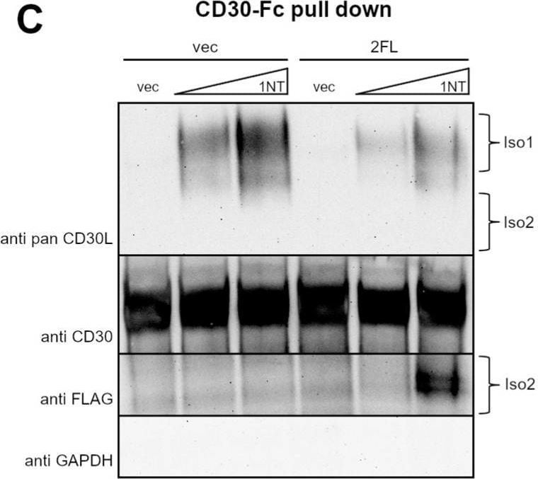 Detection of CD30 Ligand/TNFSF8 by Western Blot