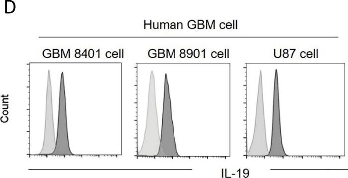 Detection of IL-19 by Flow Cytometry