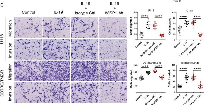 Detection of IL-19 by Immunohistochemistry