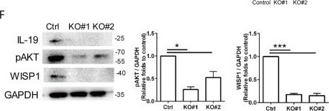 Detection of IL-19 by Western Blot