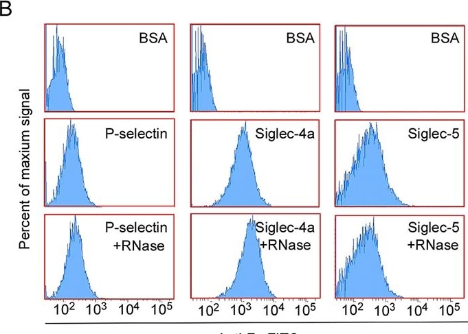 Detection of Siglec-5/Siglec-14 by Flow Cytometry