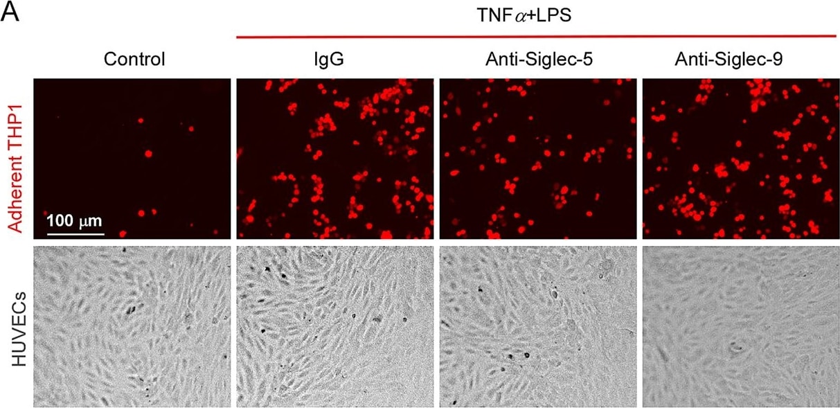 Detection of Siglec-5/Siglec-14 by Immunocytochemistry/ Immunofluorescence