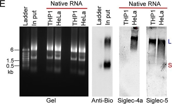 Detection of Siglec-5/Siglec-14 by Western Blot