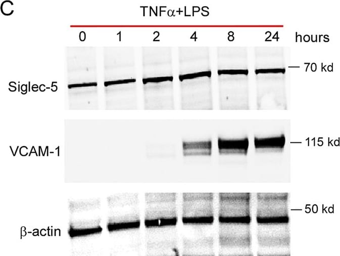Detection of Siglec-5/Siglec-14 by Western Blot
