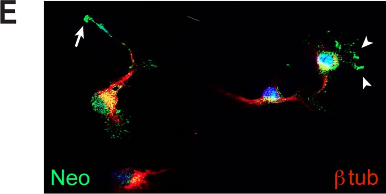 Detection of Mouse Neogenin by Immunocytochemistry/Immunofluorescence