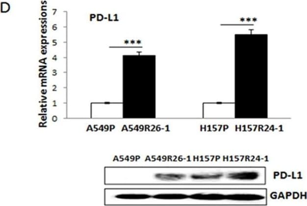 Detection of Human PD-1 by Western Blot