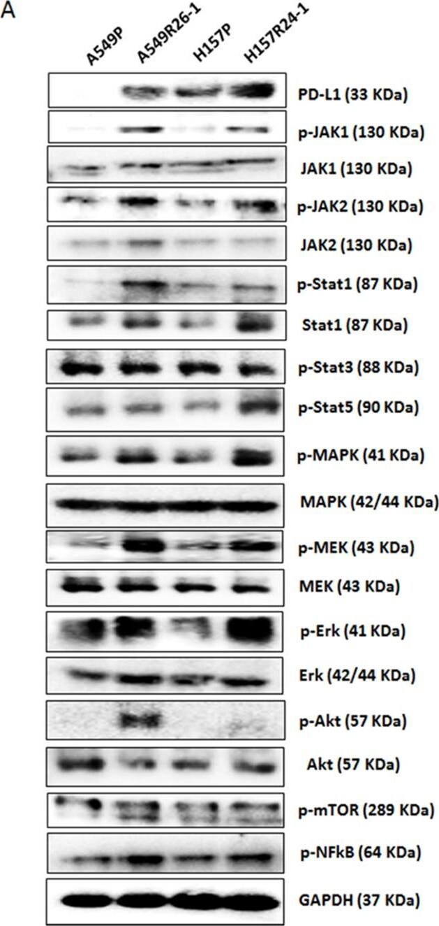 Detection of Human PD-1 by Western Blot