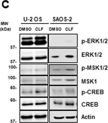 Detection of Human MSK1/MSK2 by Western Blot