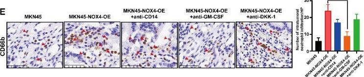 Detection of Dkk-1 by Immunohistochemistry