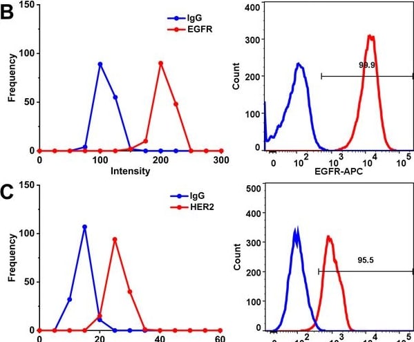 Detection of ErbB2/Her2 by Flow Cytometry