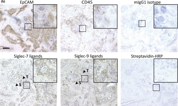 Detection of Siglec-9 by Immunohistochemistry