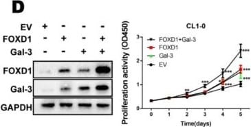 Detection of Galectin-3 by Western Blot