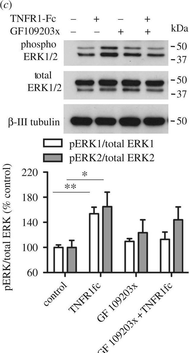 Detection of IL-18 BPa by Western Blot