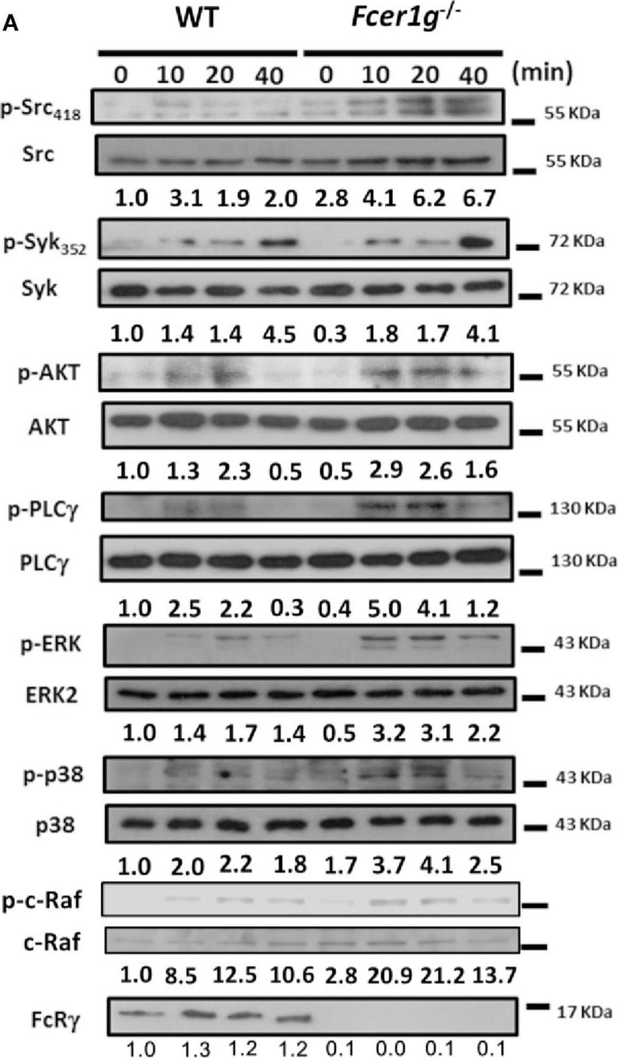 Detection of Mouse ERK2 by Western Blot