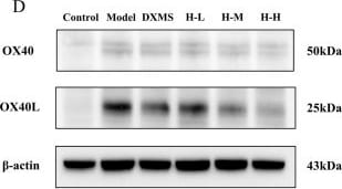 Detection of OX40 Ligand/TNFSF4 by Western Blot