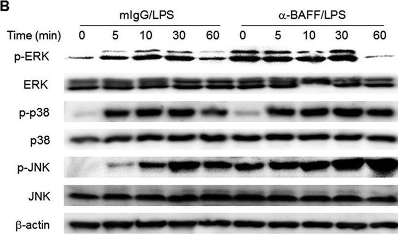 Detection of BAFF/BLyS/TNFSF13B by Western Blot