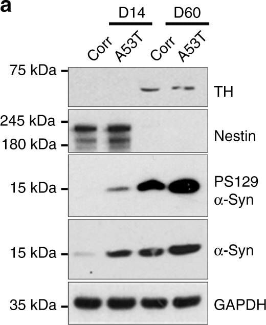 Detection of Mouse Nestin by Western Blot