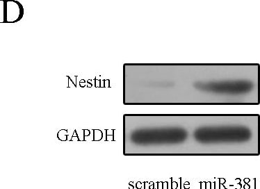 Detection of Rat Nestin by Western Blot