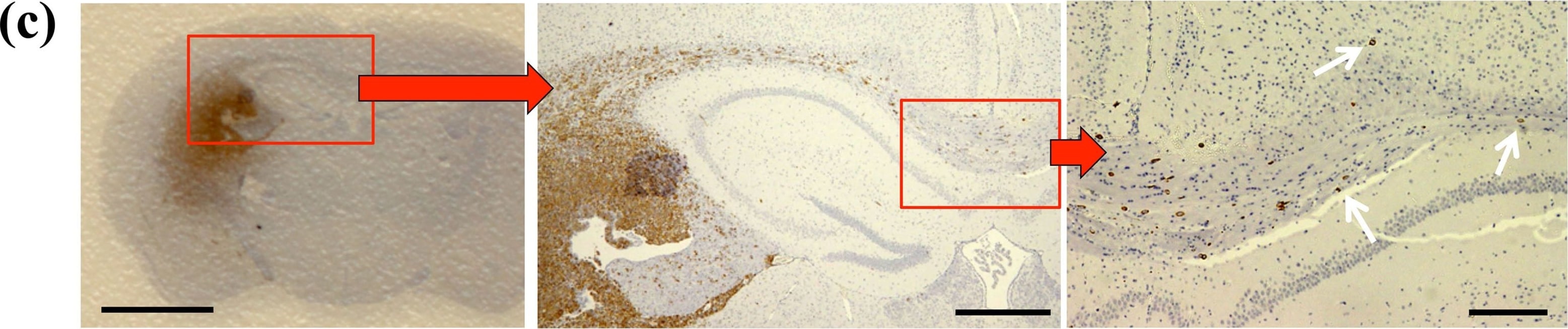 Detection of Mouse Nestin by Immunohistochemistry