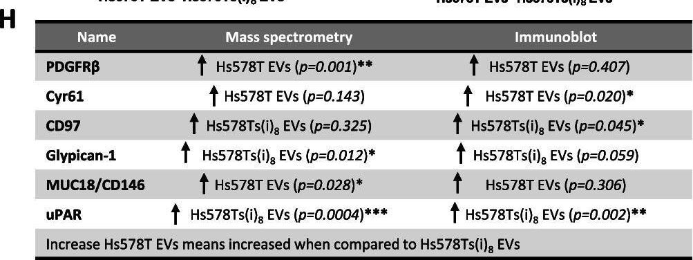 Detection of PDGF R beta  by Western Blot