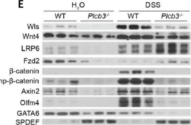Detection of Frizzled-2 by Western Blot