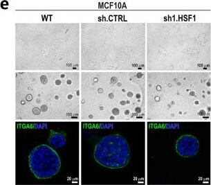 Detection of bnosnryjaefcltnlovp2.jpg by Immunocytochemistry/ Immunofluorescence