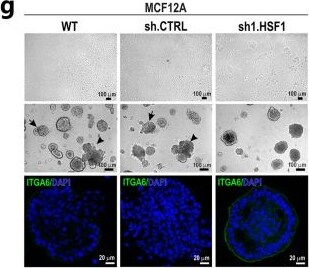 Detection of Integrin alpha 6/CD49f by Immunocytochemistry/ Immunofluorescence