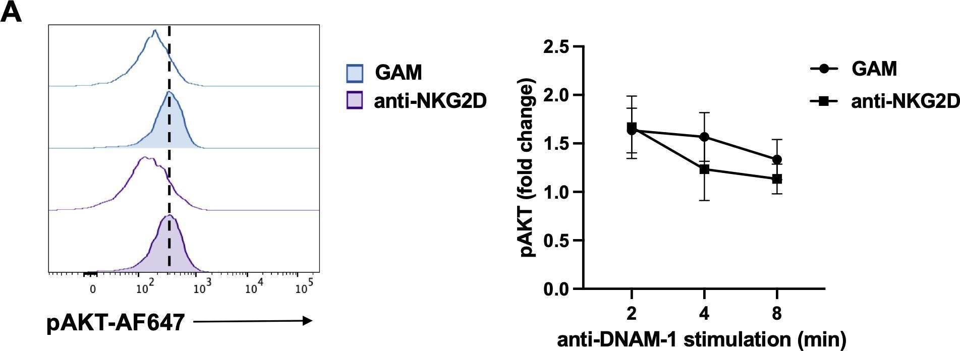 Detection of NKG2D/CD314 by Flow Cytometry