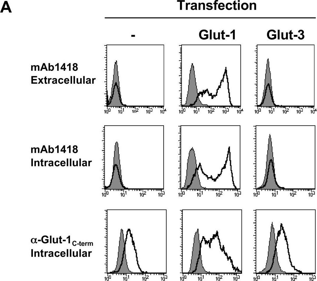 Human Glut1 Antibody MAB1418: R&D Systems