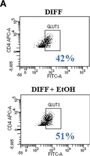 Human Glut1 Antibody MAB1418: R&D Systems