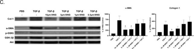 Detection of alpha-Smooth Muscle Actin by Western Blot