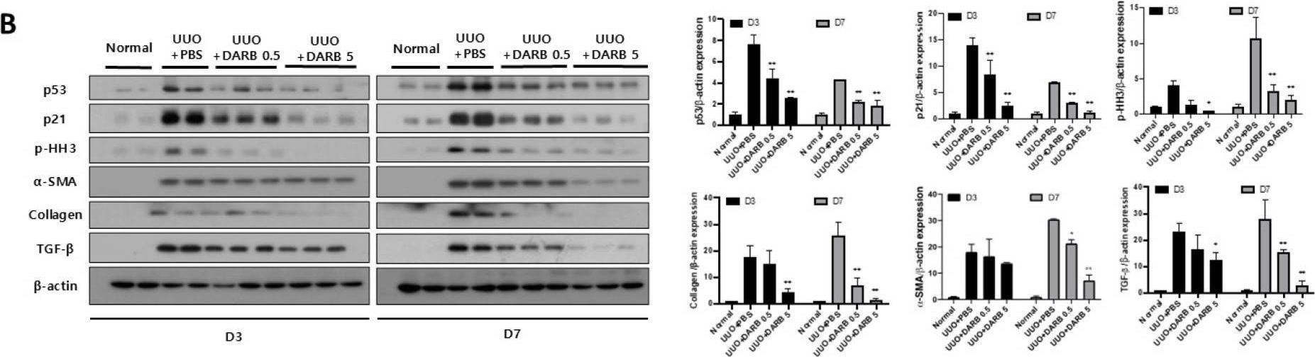 Detection of alpha-Smooth Muscle Actin by Western Blot