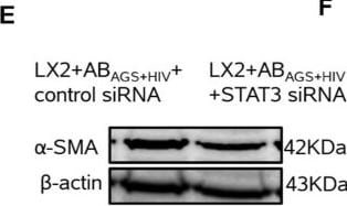Detection of alpha-Smooth Muscle Actin by Western Blot