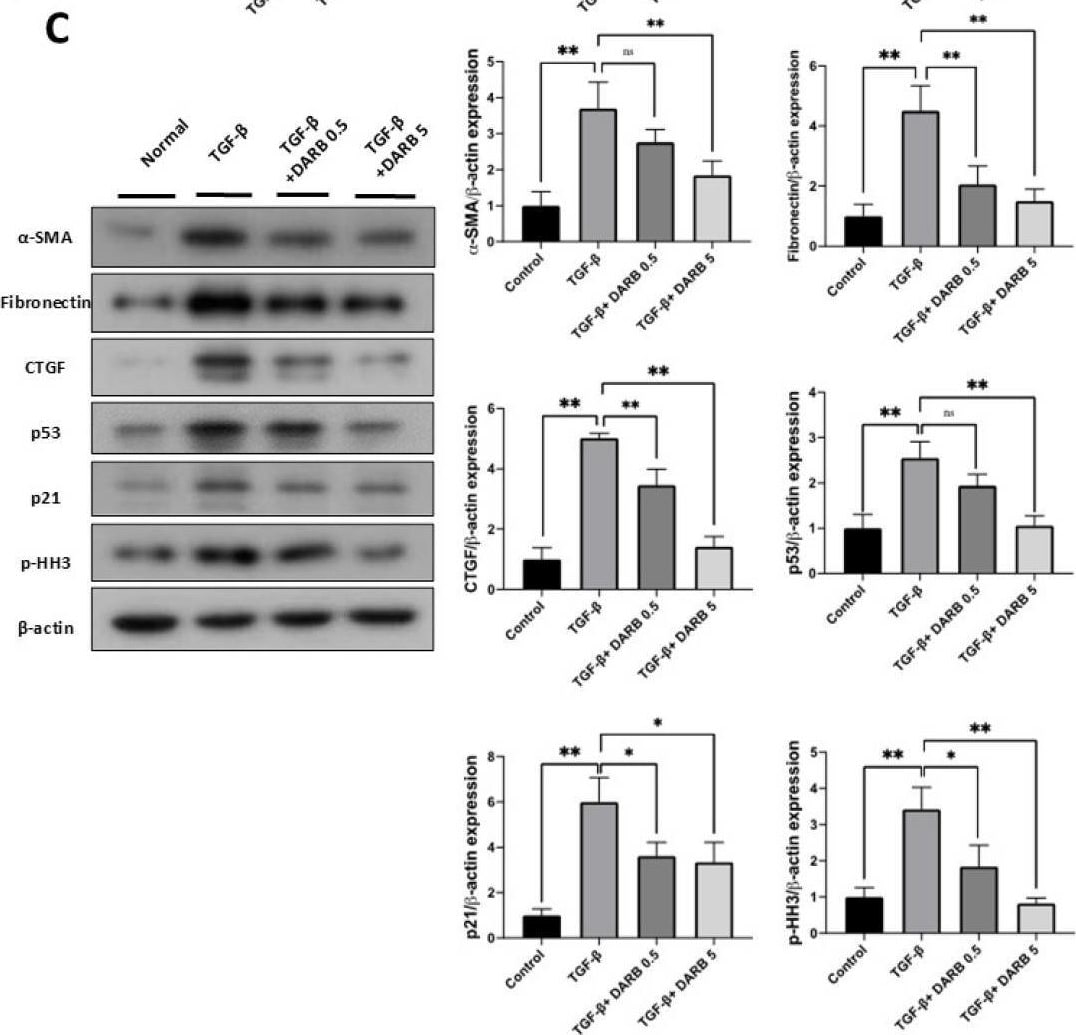 Detection of alpha-Smooth Muscle Actin by Western Blot